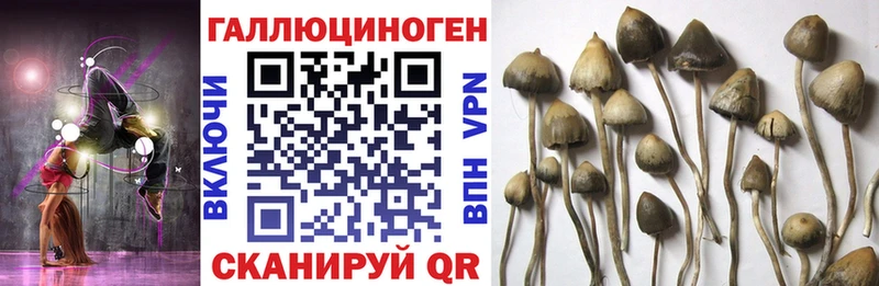 Купить Воркута Псилоцибиновые грибы Psilocybe